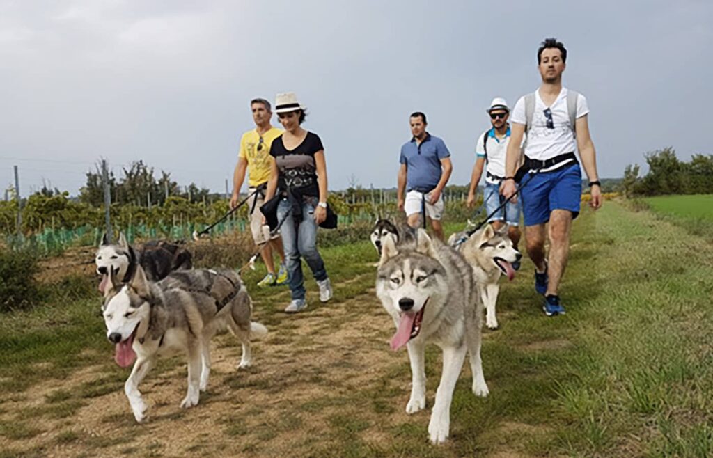 Des personnes en randonnée avec des chiens de race Husky.