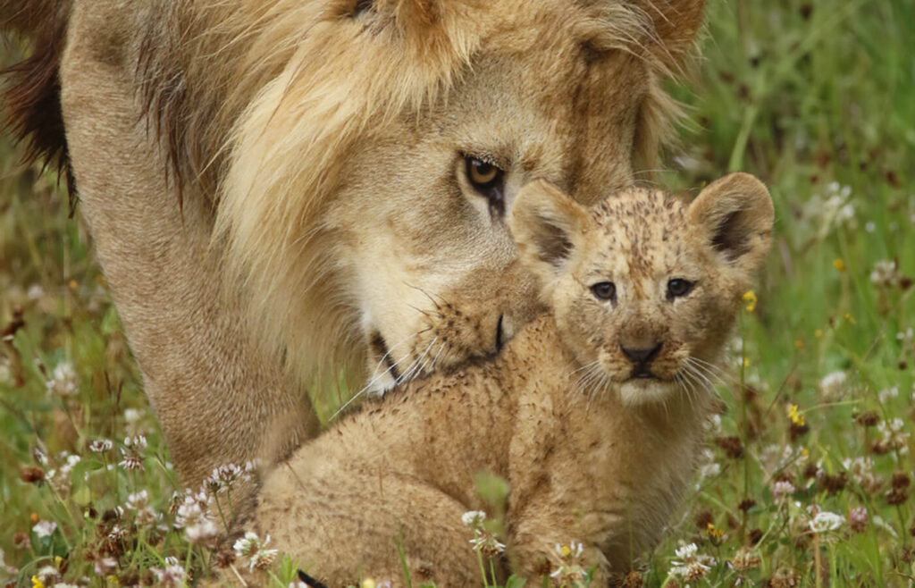 Lion et lionceau.