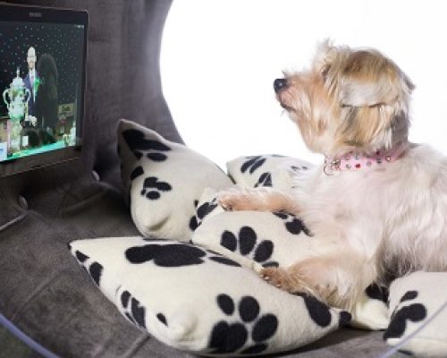 Samsung Dream Doghouse.  EDITORIAL USE ONLY
Gracie, a terrier cross, watches television in the Samsung Dream Doghouse created by the tech firm to celebrate their sponsorship of Crufts 2015 Ð which starts on Thursday 5th March at The NEC Birmingham.  Issue date: Wednesday March 4, 2015. The architect designed dog kennel, which features a Samsung Tab S entertainment wall, astro turfed treadmill and paw operated snack dispenser, took 12 designers over six weeks to create in the aim to represent the ultimate in luxury canine living. The Samsung Dream Doghouse will be on display at Crufts, which Samsung has been sponsoring for over 20 years. Photo credit should: David Parry/PA Wire URN:22410660